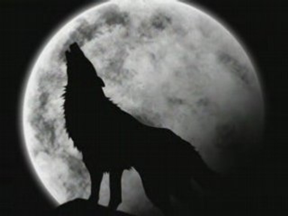 Les loups