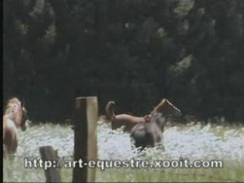 Poneys landais en liberté