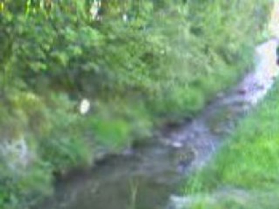 Truite fario ruisseau