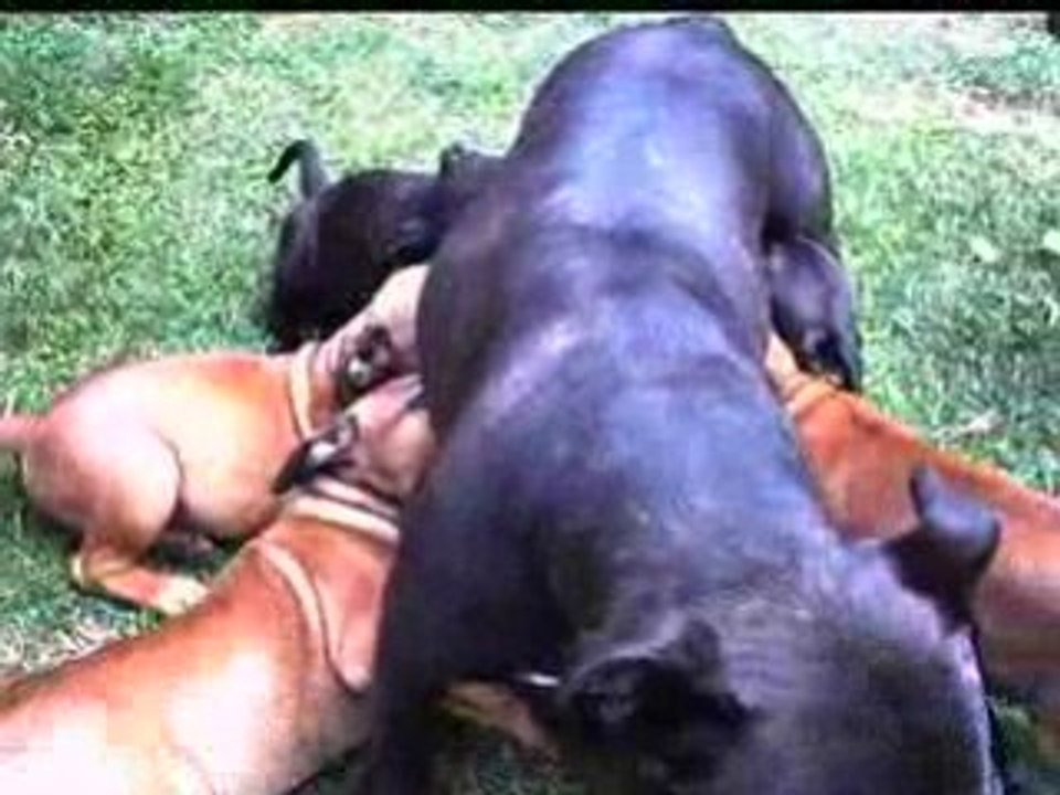 Diesel et sa famille