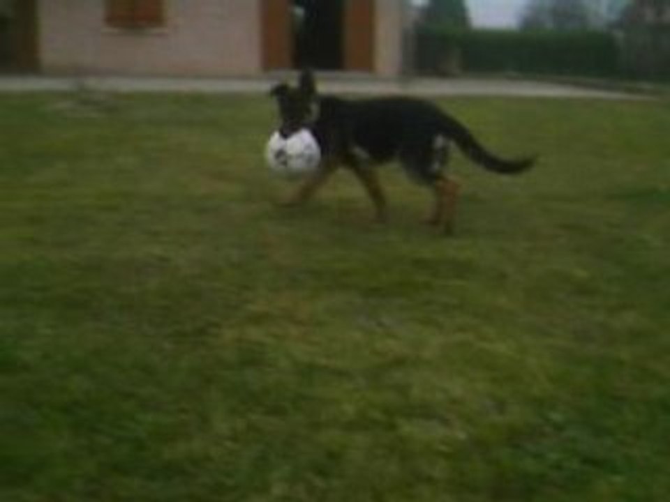 un chien ac son ballon préféré