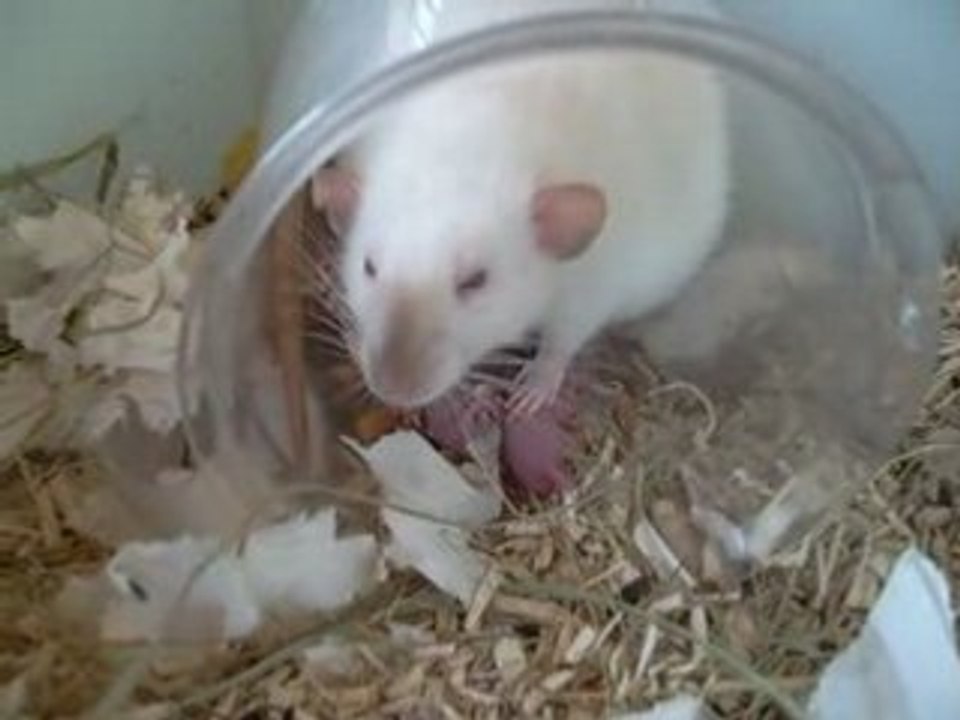 Houyo met bas : bienvenue aux ratons !