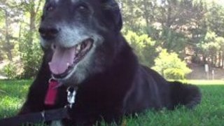 Dempsey Dog 1996-2006, PetsOnBoard.com, PawShow Founder