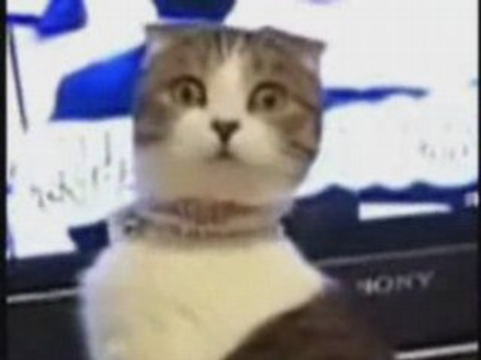 Le regard du chat qui tue !