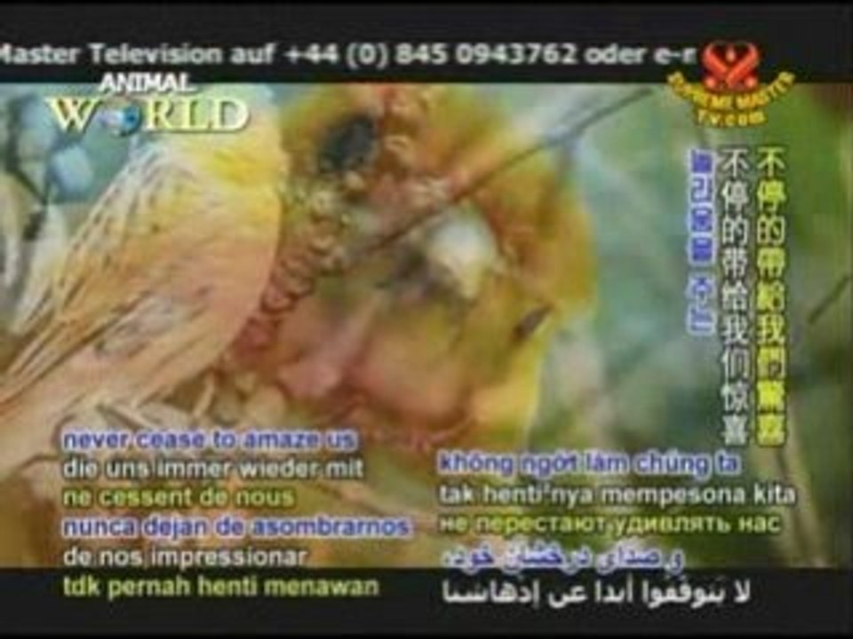 The Melodious Canary
