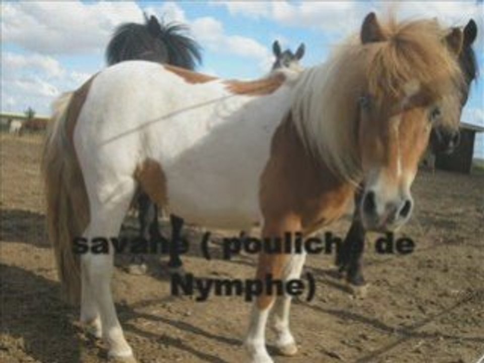 Poney