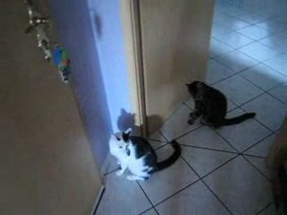 chats qui veulent sortir