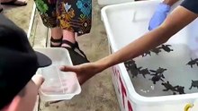 He Saved This Turtle… Then Something Incredible Happened 🐢❤️