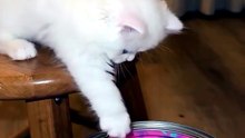 KEDİİİ