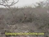 Wildlife - Galapagos Islands Videos