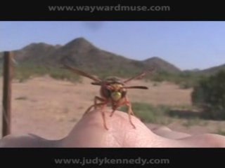 Wild Female Wasp on Hand - Paper Wasp Rescue