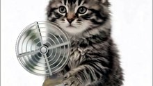 Chaton et ventilateur : la vidéo la plus rafraîchissante face à la canicule