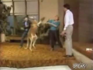 Chick Gets Punched By Kangaroo