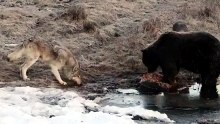 An American photographer filmed a wolf begging for food from a grizzly. The gray wolf saw the meat and in an instant turned into a playful puppy begging for a piece.