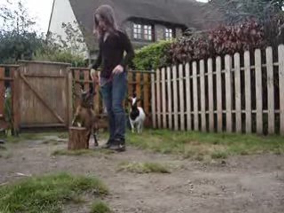 re:séance de dressage