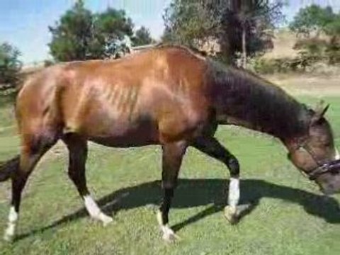 seance cheval deferre 29 juillet 08