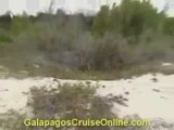 Sea turtles | Galapagos Islands Video