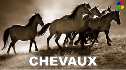HARAS NATIONAUX WMV
