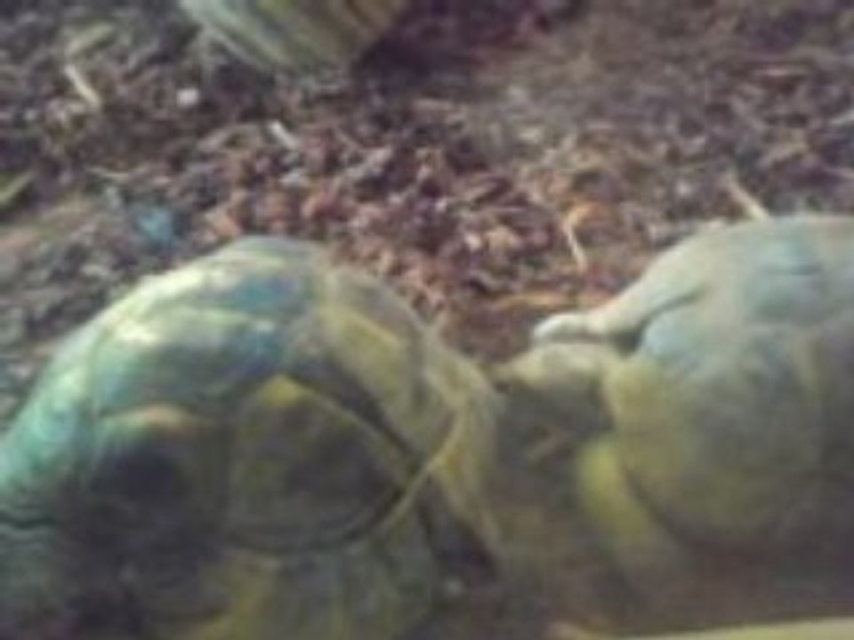 Turtle