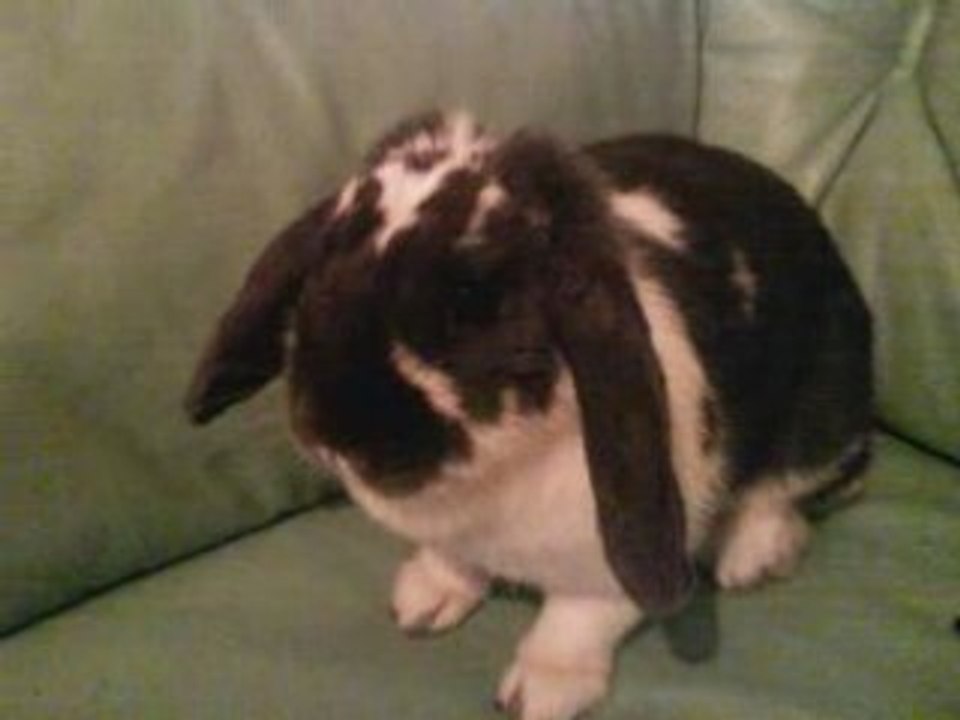 spouty en image