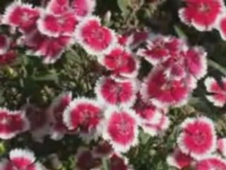 P'tite fleur fanée.avi