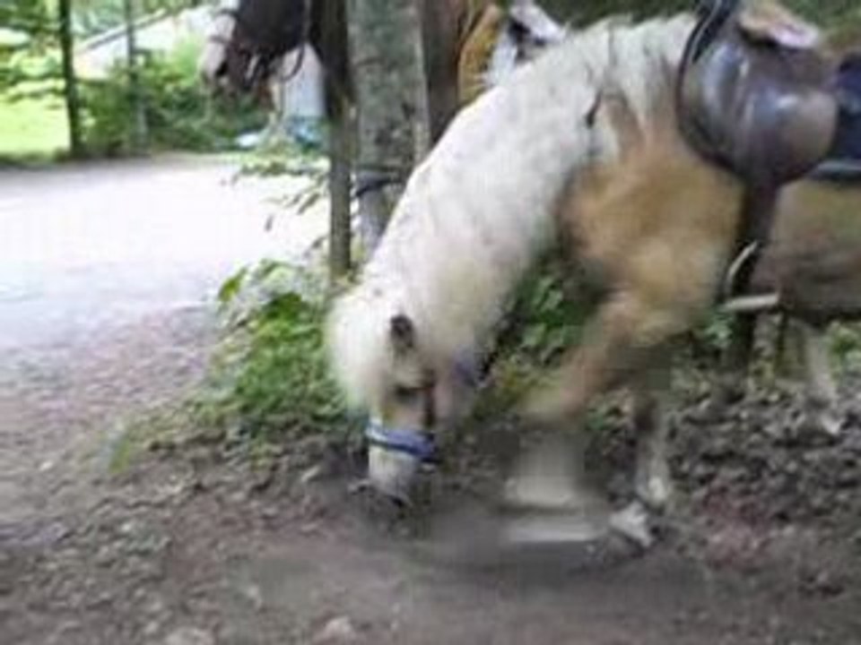 Valentin en pleine déforestation