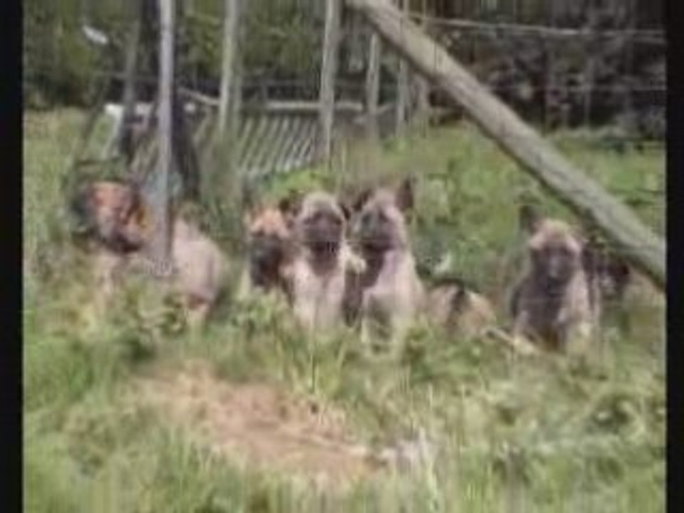 Chiots flasch x vidocq