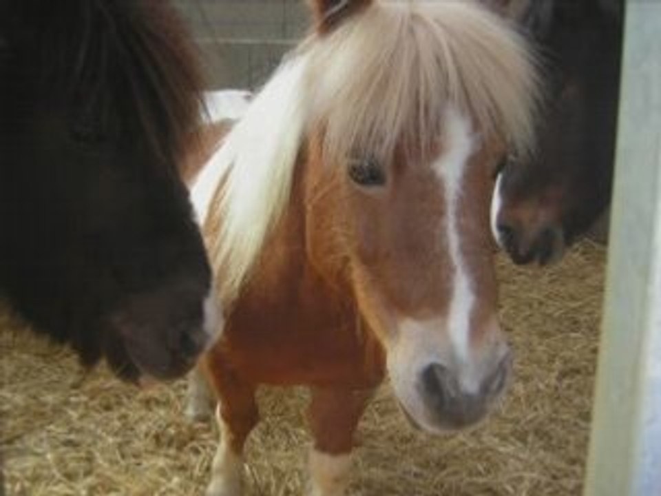 Chevaux desecuries de nandax