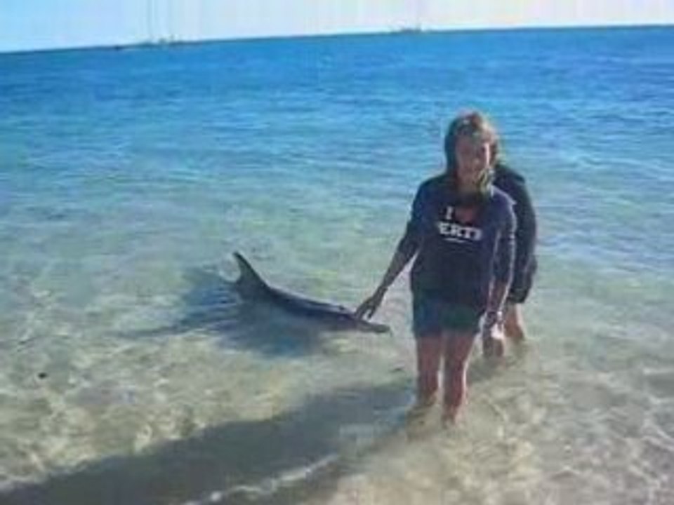 Moi qui donne a mangé aux dauphins a Monkey Mia