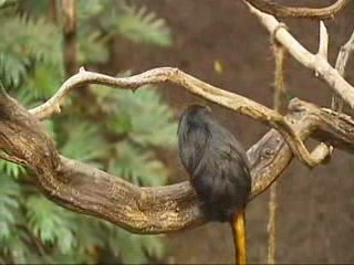 Primates face extinction