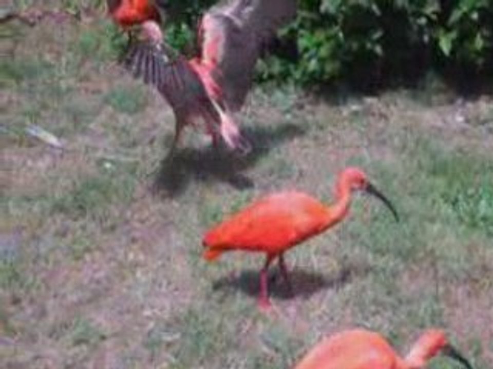 Zoo