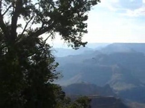 vol d'oiseaux au dessus du grand canyon