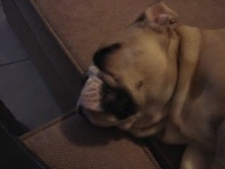 Qu'elle est bête ma maîtresse !