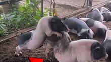 หมูที่ยั่วที่สุด #งับเปอร์