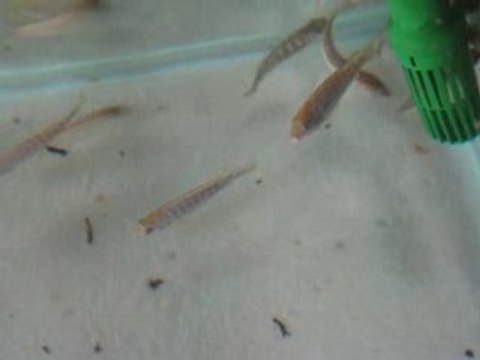 pseudotropheus Mbundi