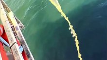 ¿Los desechos de los cruceros realmente van al mar?