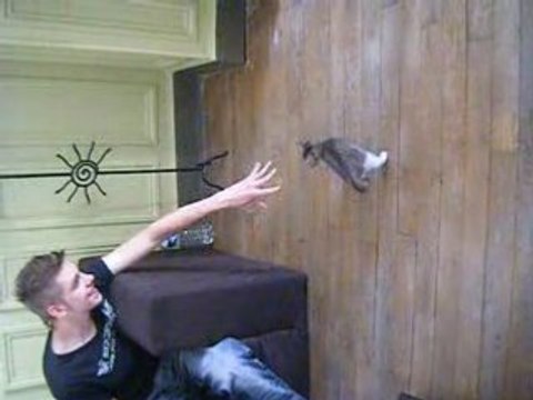 Mon chat sait faire des roulades