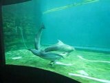 Video delfini acquario di Genova
