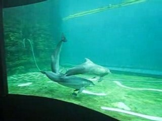 Video delfini acquario di Genova