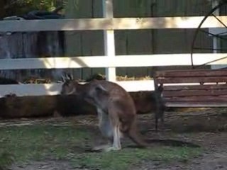 Kangourou Australie