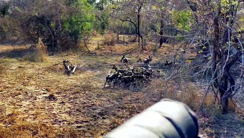 Seen on Safari | show | 2026 | Official Trailer