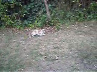 Chat mimizan 10_WMV V9