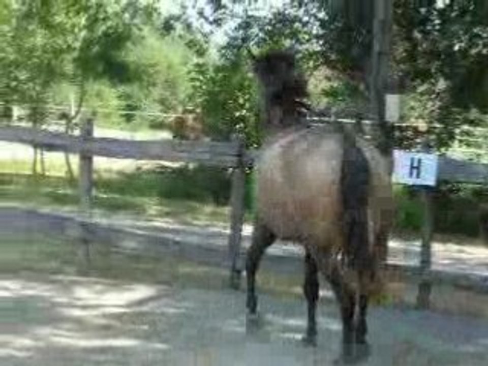 Aout08 Travail en liberté, cercle au trot & rappel