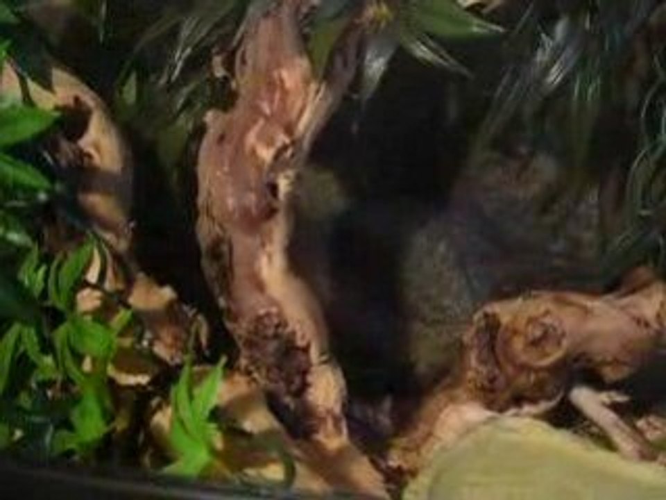 mon python