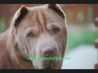 Dog Obedience And Behavior Patterns