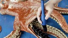How Real Fish Were Used To Make Prints