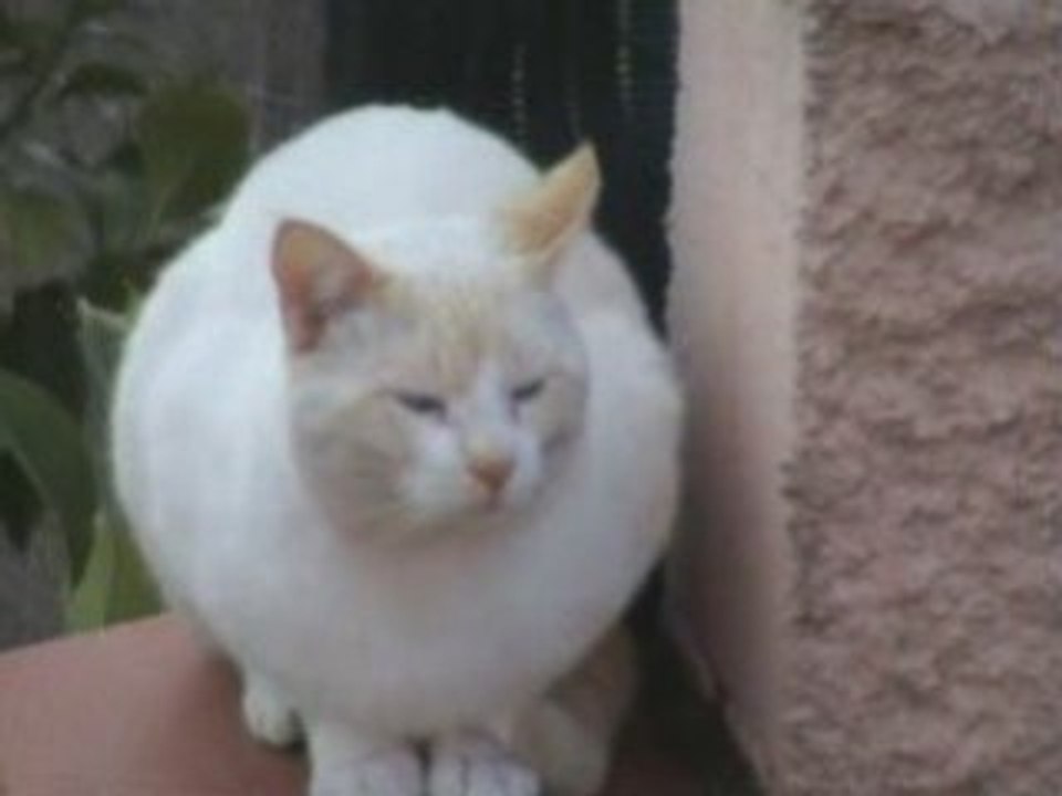 Chat comme Shadi