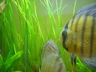 discus malade