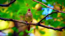 COMMON NIGHTINGALE BIRDS
