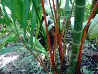 Amsterdam Botanic Garden (just a peek)